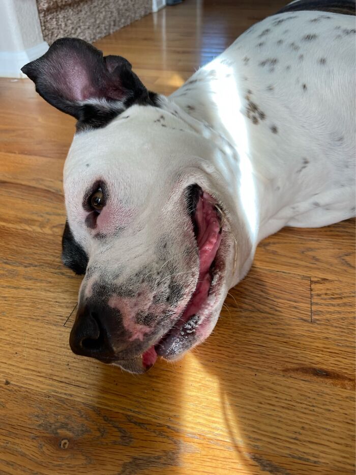 I Case You Feel Down Today Here’s My Dog Being Well My Dog