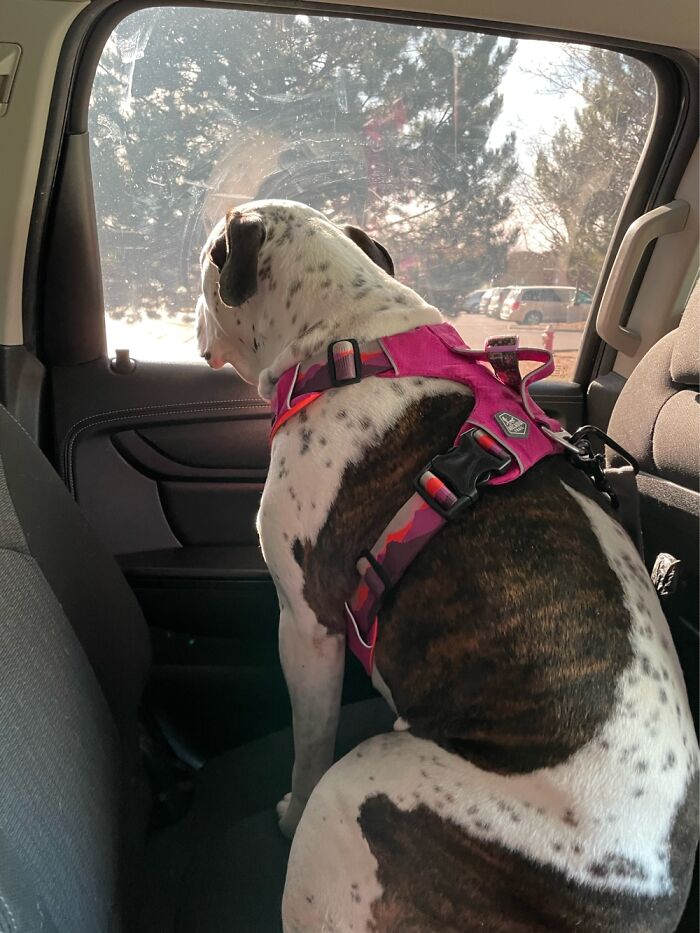 I Case You Feel Down Today Here’s My Dog Being Well My Dog