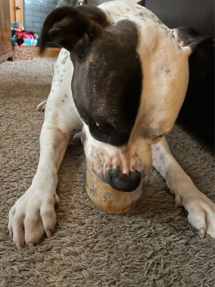 I Case You Feel Down Today Here’s My Dog Being Well My Dog