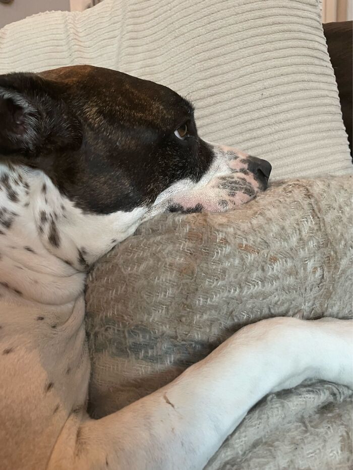 I Case You Feel Down Today Here’s My Dog Being Well My Dog