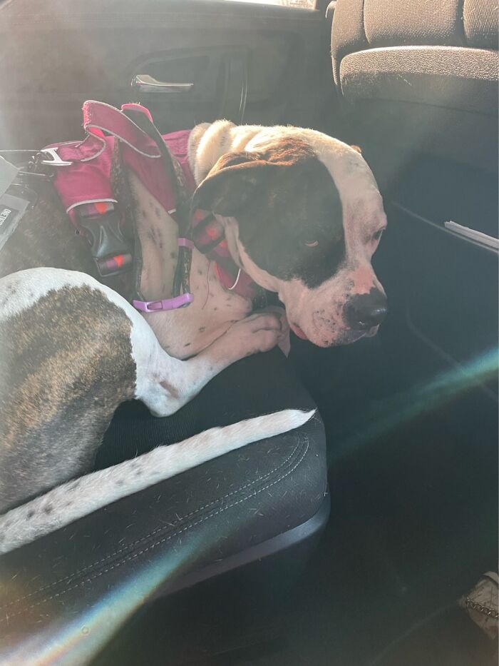 I Case You Feel Down Today Here’s My Dog Being Well My Dog