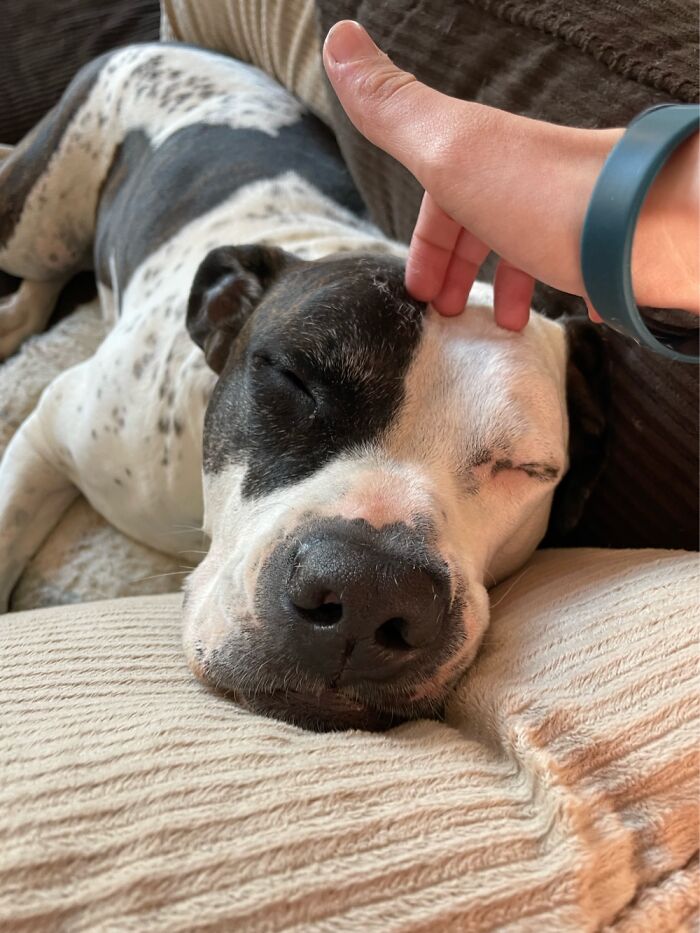 I Case You Feel Down Today Here’s My Dog Being Well My Dog