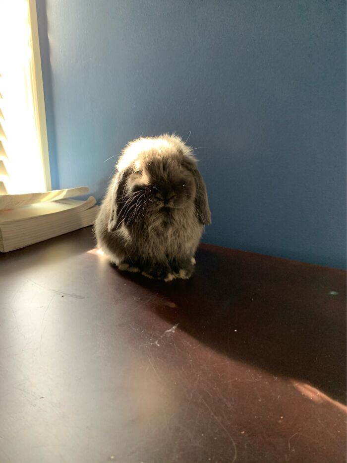 Please Go Follow Him On Instagram! @blubunnyofficial