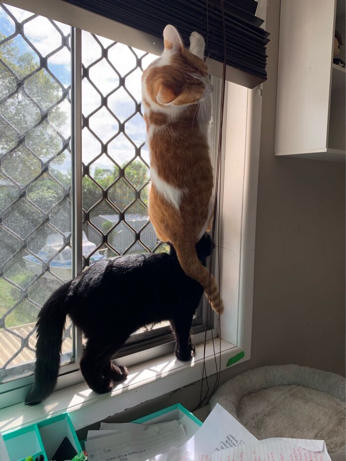 Morgana Hanging From The Blinds And Gwennie Doing I Don’t Know What