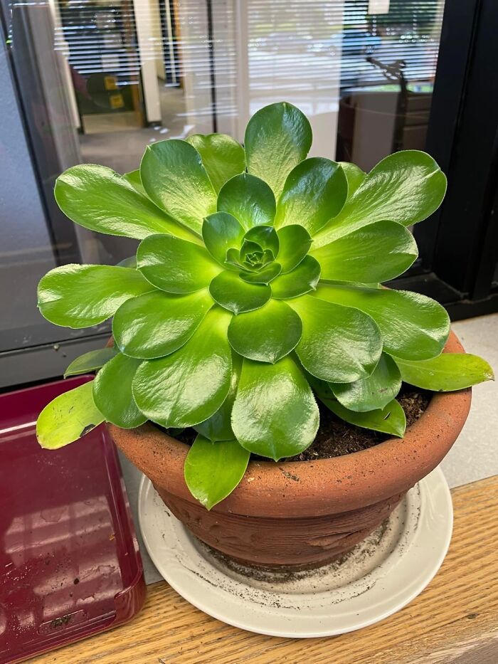 This Started As A Small Cutting From A Succulent That I Brought To Work.