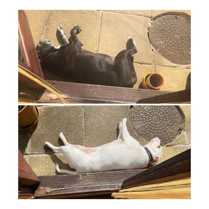 Top Is My Sadly Departed Erin, Bottom Is Honey. Both Loving The Sun In The Same Place