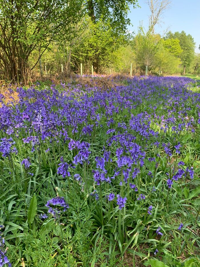 Bluebells In An English Wood