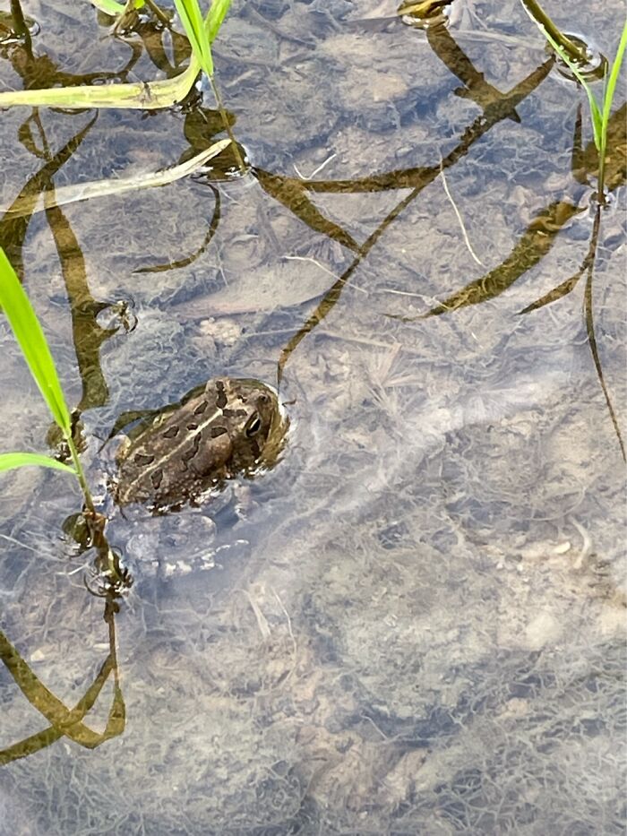 Frog In Creek