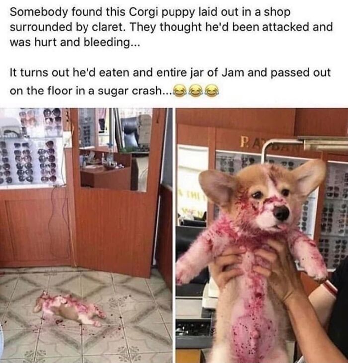 Coot Puppers Ate Jam And Passed Out Afterwards! Awwwwwww