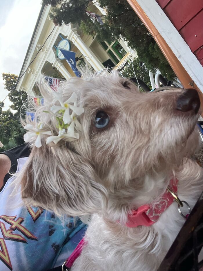 Piper Wearing Some Wild Jasmine And Enjoying A Spring Afternoon In New Orleans
