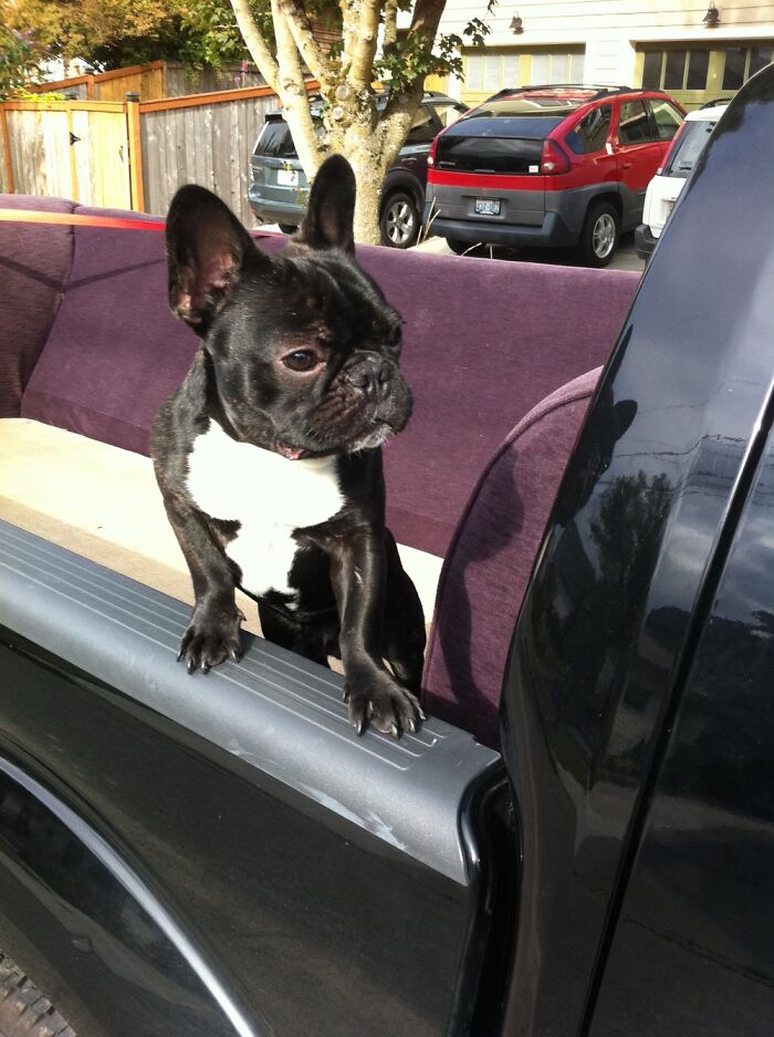 The Little King Of The Block!