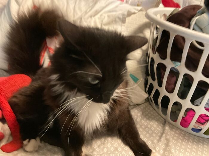 My Shookith Cat Lmao