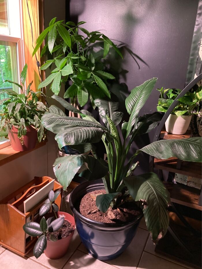 Just Part Of My House Plant Collection. I’m So In Love.