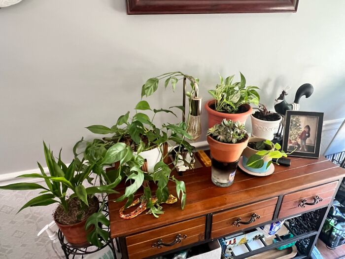 Some Of The Many Plants In My Home. The Monstera Is A Rescue From Last Year And Is Thriving!