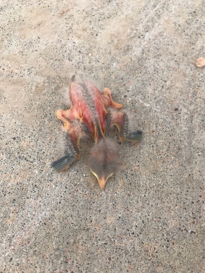 While I’m At It, Does Anyone Know What Type Of Bird This Is???