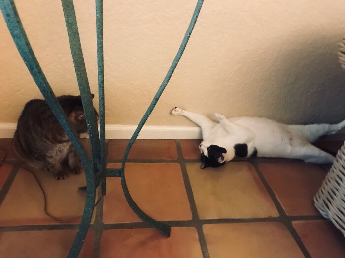 New Cat (Right) Trying To Become Friends With Old Cat