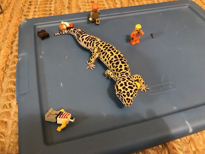 My Leopard Gecko Still Thinks He's A Crocodile. Nobody Tell Him.