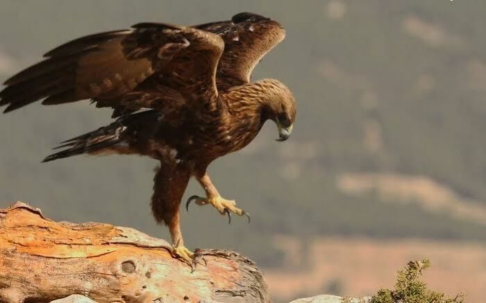Golden Eagle, From Mexico