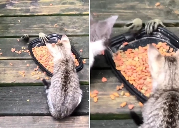 Racoons Reaching For Cat Food Under A Table