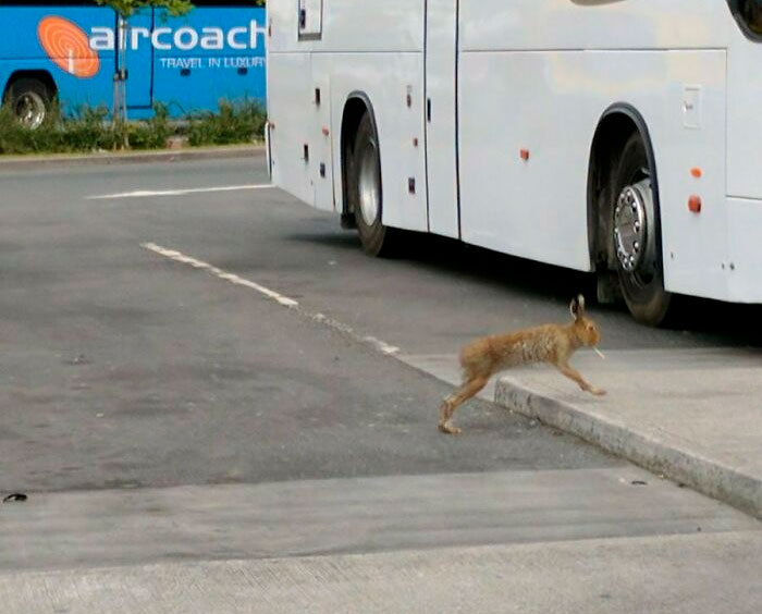 Breaking: Hare With Fag In Its Mouth Spotted Waiting For Bus At Dublin Airport