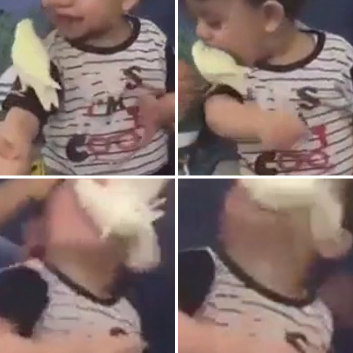 This Toddler Tries To Eat A Bird