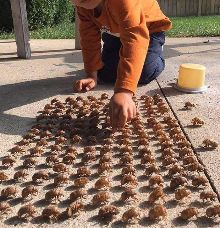 This Person's Child Built A Cicada Skin Army