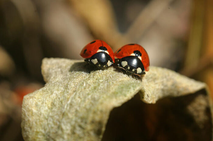 Two Cute Lady Bugs