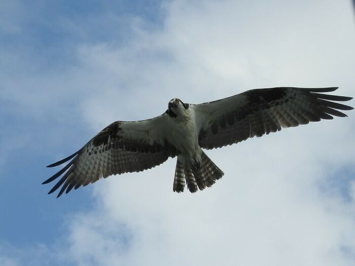 I Was Trying To Get A Picture Of An Airplane But This Osprey Stopped By To Check Me Out