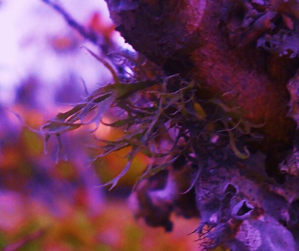 laughing-lichen-6295157782a4d.jpg