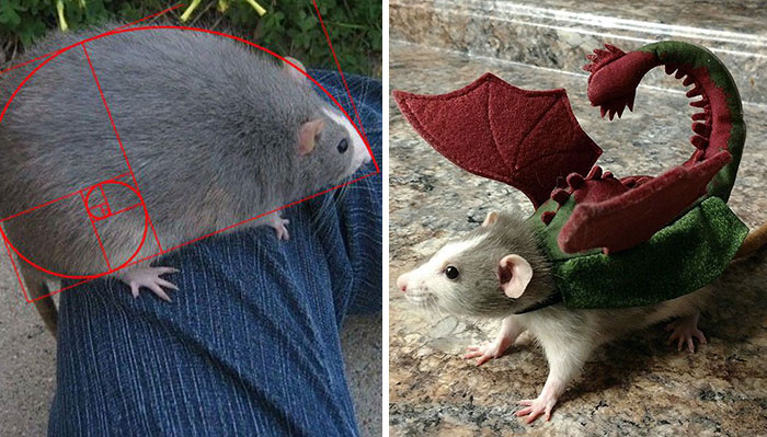 40 Times Rats Were Caught Being So Charming, As Seen On This Dedicated “Legalize Rats” Twitter Page