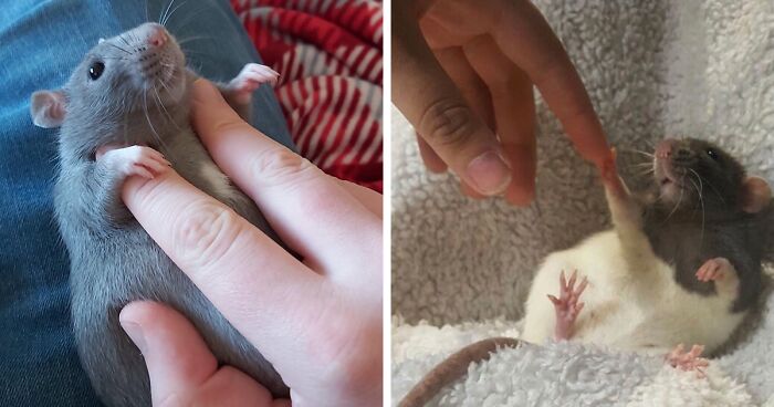 50 Times Rats Were Caught Being So Charming, As Seen On This Dedicated “Legalize Rats” Twitter Page