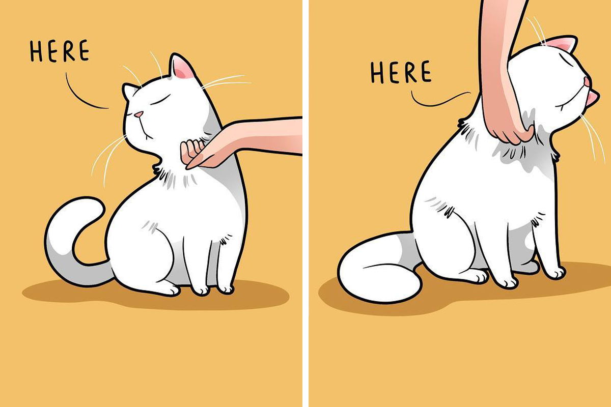Artist Illustrates Funny Realities Of Living With A Cat (35 New Comics) |  Bored Panda