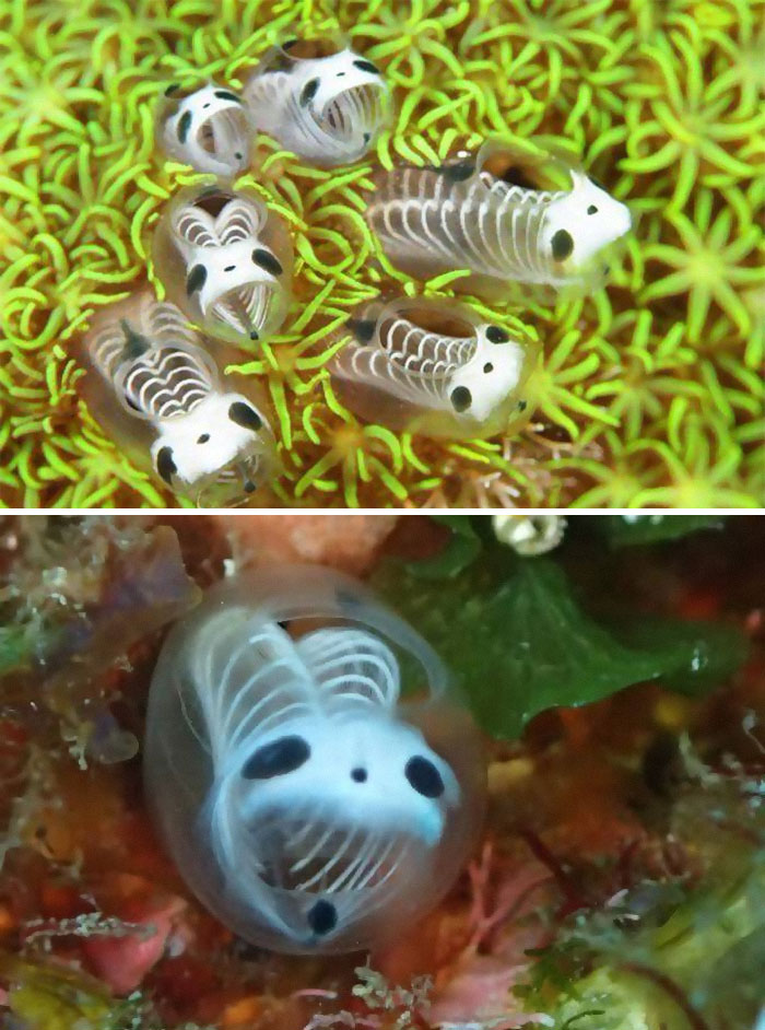 Estos son ascidias de panda esqueleto, también conocidas como ascidias.  Son filtradores de invertebrados marinos que probablemente terminarán en una película de Tim Burton en algún momento