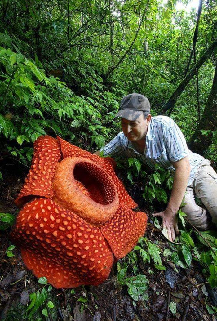 The World’s Biggest Flower, Rafflesia Arnoldii, West Sumatra, Indonesia