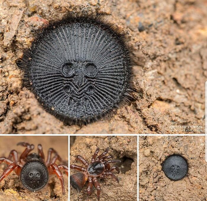 Cyclocosmia (Trapdoor Spider)