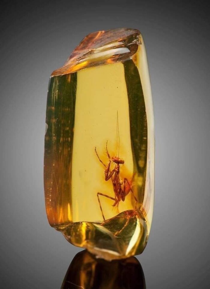 Praying Mantis That Has Been In Amber For 12 Million Years