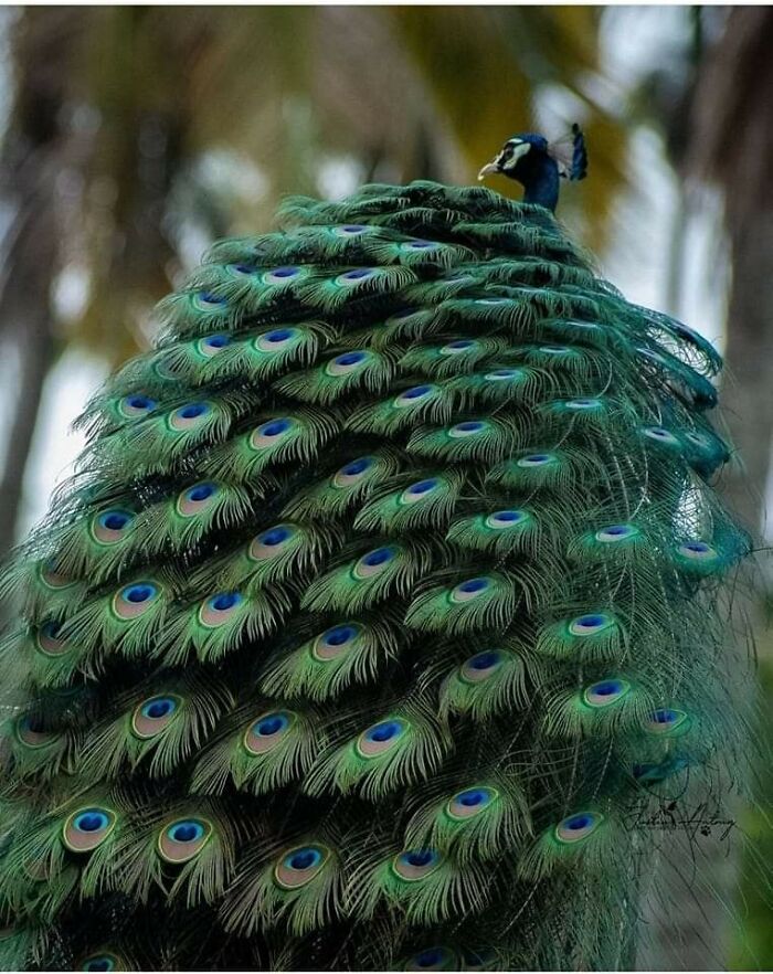 Que hermoso es este pavo real