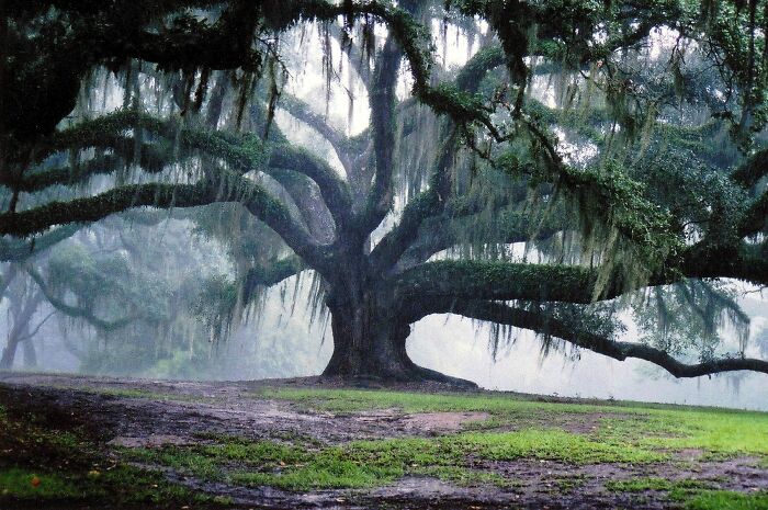 This Is What A 350 Year Old Oak Tree Looks Like. Isn't It Beautiful?