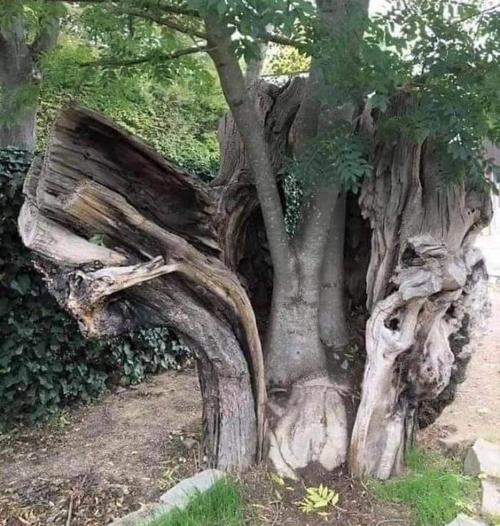 renacimiento de un árbol