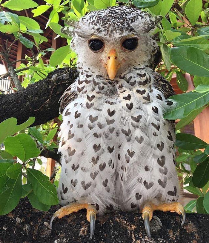 An Owl With Heart-Shaped Patterns On Its Feathers