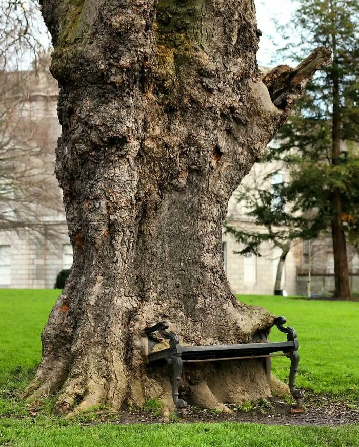 El 'árbol hambriento', devorando un banco del parque en Dublín, Irlanda