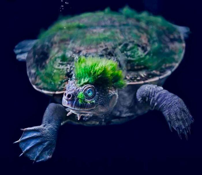 Se forman algas en la cabeza de la tortuga del río Mary, lo que la hace parecer un punk