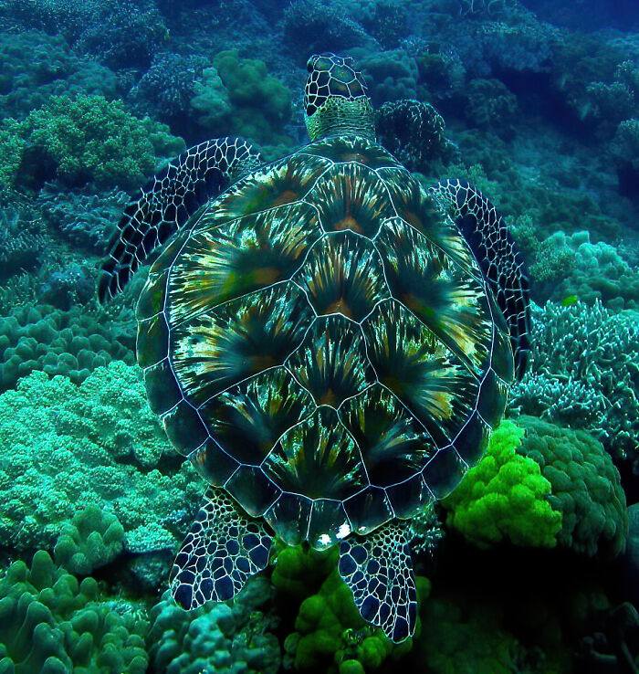 Turtle's Shell Looks Like A Fireworks Display