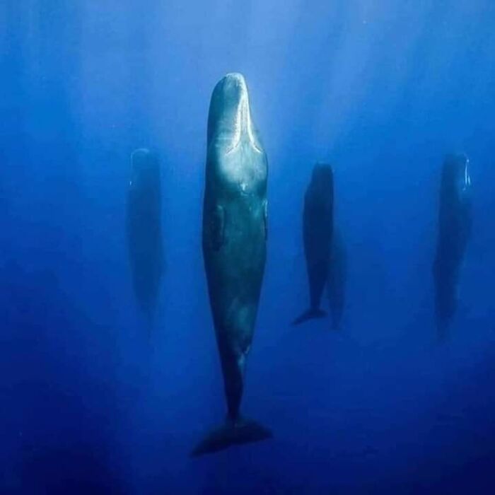 When Sperm Whales Need A Nap, They Take A Deep Breath, Dive Down About 45 Feet And Arrange Themselves Into Perfectly-Level, Vertical Patterns
