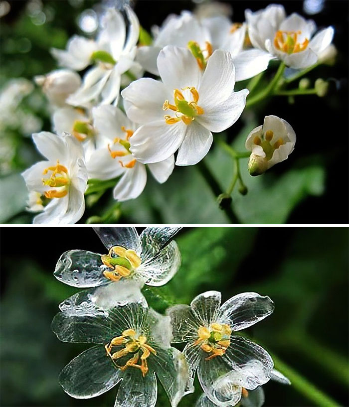 La flor esquelética, cuyos pétalos pasan de blancos a translúcidos cuando llueve