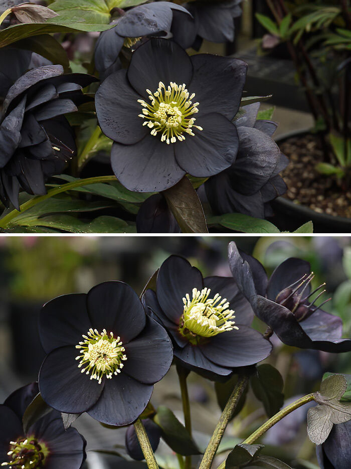 Las impresionantes Helleborus Black Beauty