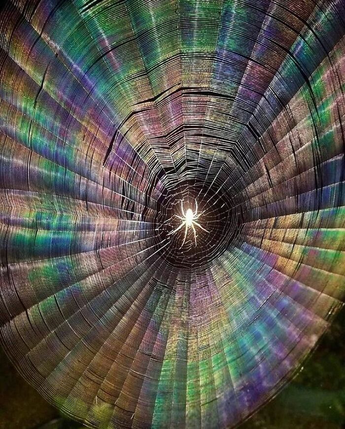Stephen Dunn tomó esta increíble fotografía con su flash iluminando una araña y revelando su telaraña húmeda con un efecto de arcoíris