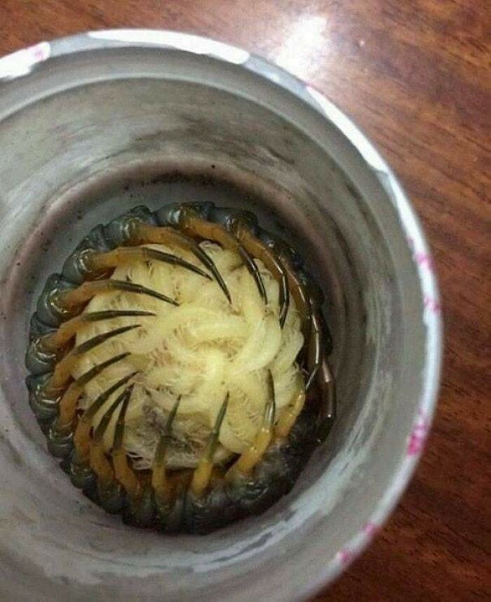 A Mother Centipede Protecting Its Babies