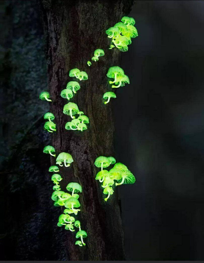 Impresionantes setas de luz del bosque: son una de las cien especies de hongos bioluminiscentes. Suelen encontrarse en Asia