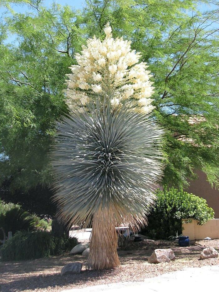 Yucca Rigida - Blue Yucca, Look At The Bloom! Wow